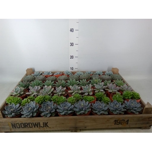 Echeveria   ...