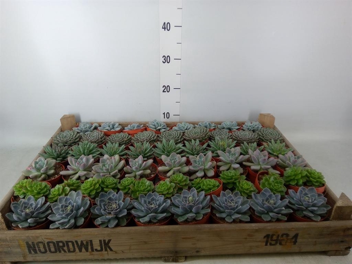 <h4>Echeveria   ...</h4>
