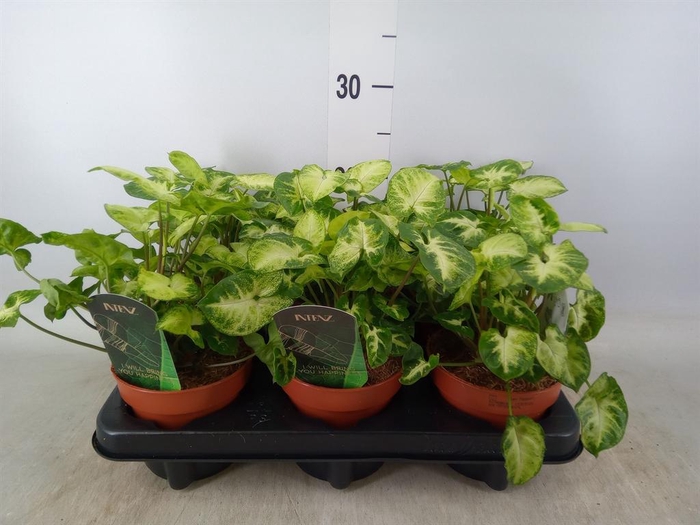 <h4>Syngonium  'Pixie'</h4>