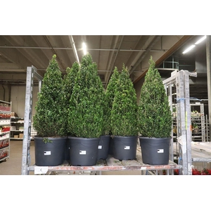 arr8 Buxu Sempervirens Piramide