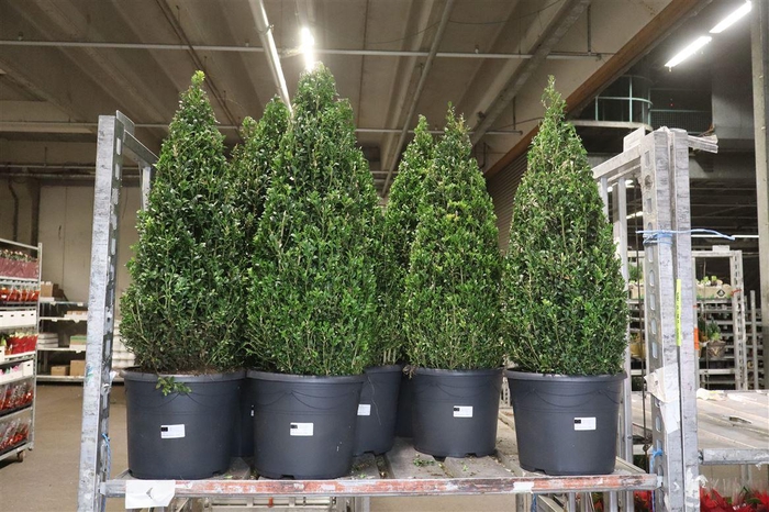 <h4>arr8 Buxu Sempervirens Piramide</h4>