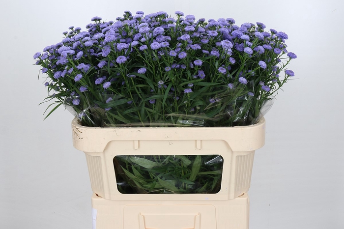 <h4>Aster Baby Blue</h4>