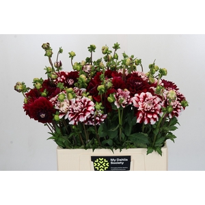 Dahlia Checkers