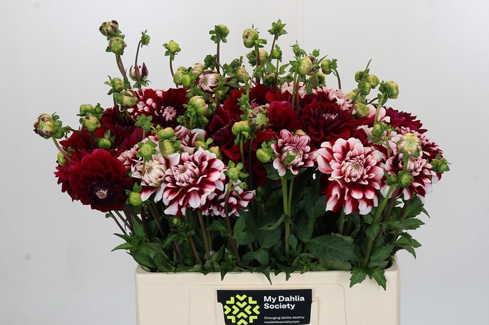Dahlia Checkers