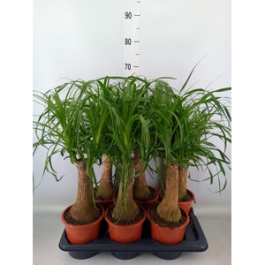 Beaucarnea recurvata