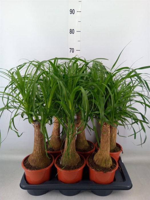 <h4>Beaucarnea recurvata</h4>