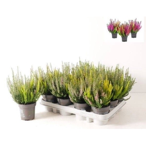 Calluna V. 'beauty Ladies' Trios