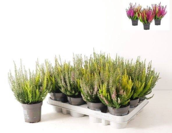 Calluna V. 'beauty Ladies' Trios