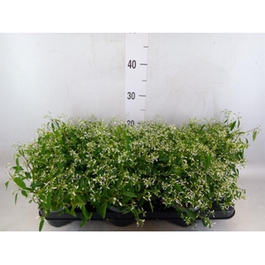 Euphorbia  'Loreen Compact White'