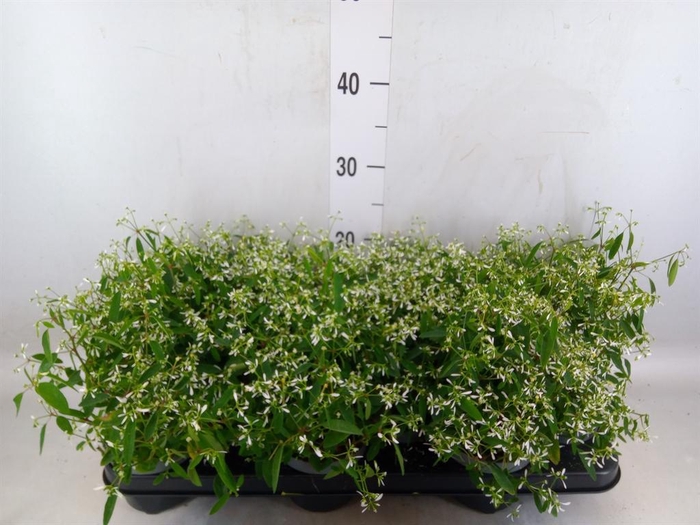 <h4>Euphorbia  'Loreen Compact White'</h4>