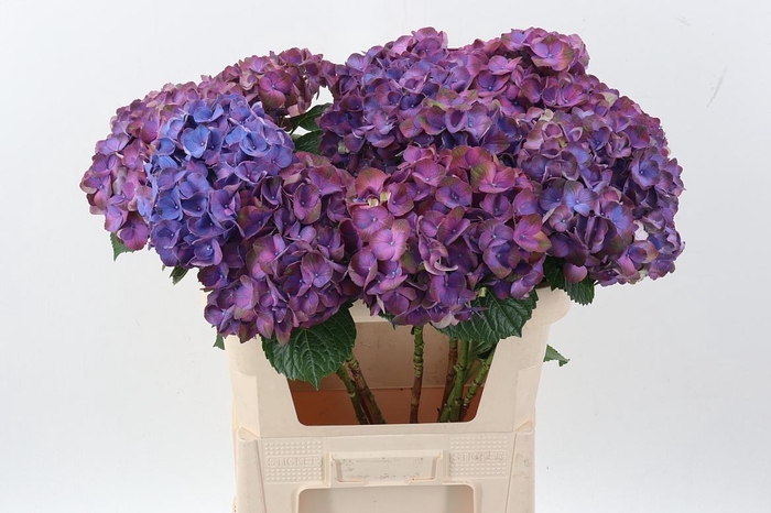 <h4>Hydr M My Inferno</h4>