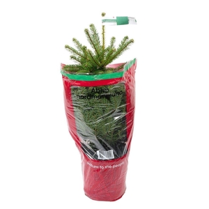 Abies Nordmanniana  p19 nr.60 - 18/Layer - Th 50/70