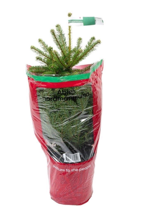 <h4>Abies Nordmanniana  p19 nr.60 - 18/Layer - Th 50/70</h4>