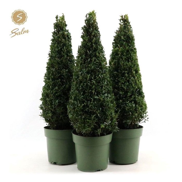 <h4>Buxus semp. Pyramid 55cm P21</h4>