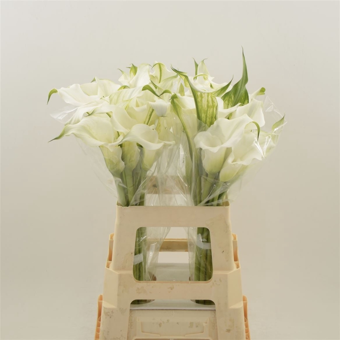 <h4>Calla White Mambo | Dubbelbloemig</h4>