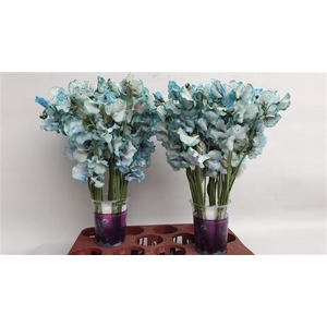 Lathyrus paint blue magic
