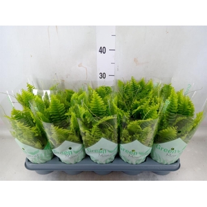 Nephrolepis exal. 'Green Moment'