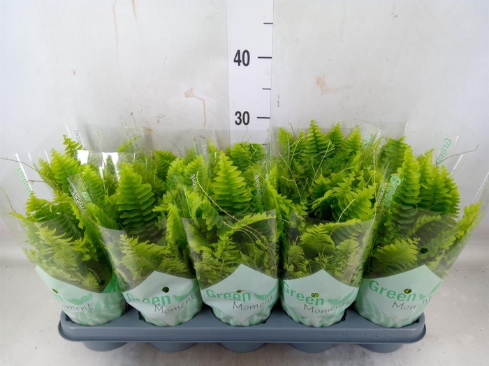 <h4>Nephrolepis exal. 'Green Moment'</h4>