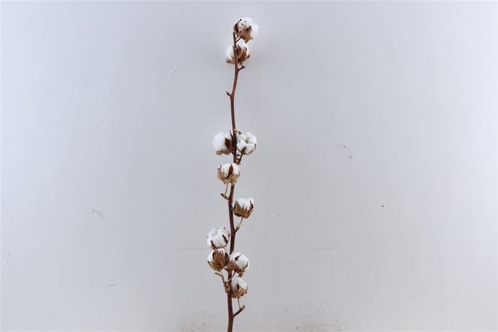 Dried Gossypium (katoen) 11 Bal