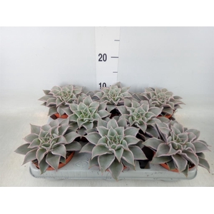 Echeveria   ...