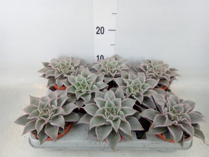 <h4>Echeveria   ...</h4>