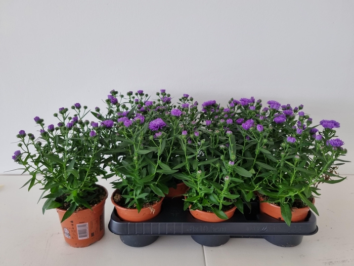 <h4>ASTER NB OV</h4>