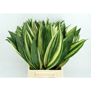 Aspidistra El Noy