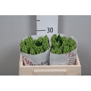 Hyac Splend Cornelia