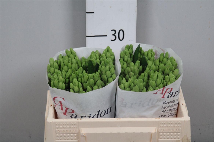 <h4>Hyac Splend Cornelia</h4>