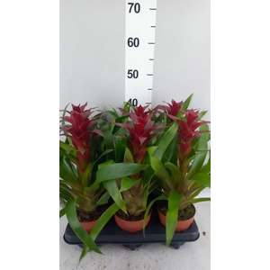 Guzmania  'Nextara'