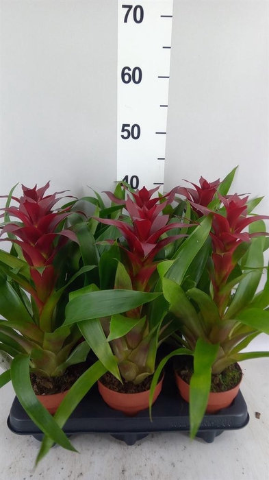 <h4>Guzmania 'Nextara'</h4>