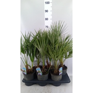 Chamaerops humilis