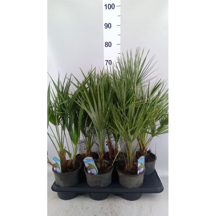 <h4>Chamaerops humilis</h4>