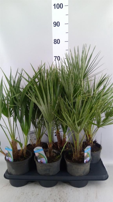 <h4>Chamaerops humilis</h4>