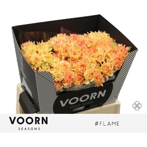 R Tr Flame Voorn Seasons