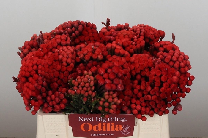 <h4>BRUN LA RED</h4>