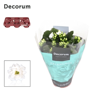 Kalanchoe Decorum - White