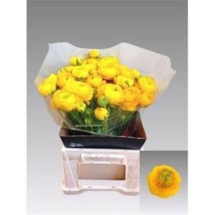 <h4>Ran El Light Yellow</h4>