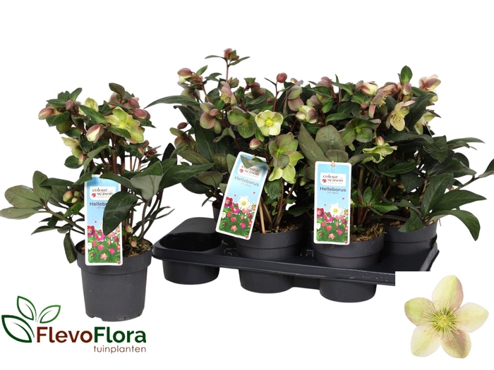 <h4>HELL VIV VALERIA</h4>