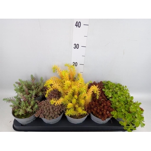 Sedum   ...