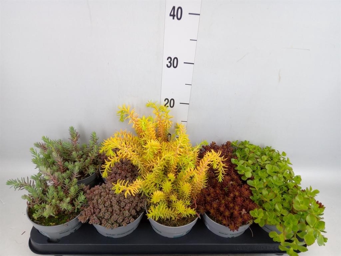<h4>Sedum   ...</h4>