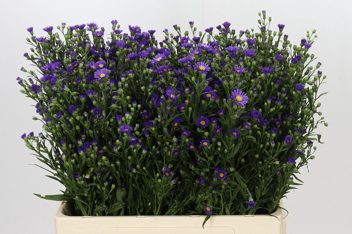 <h4>Aster Casamare</h4>