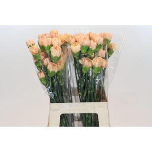 Dianthus St Caroline Gold