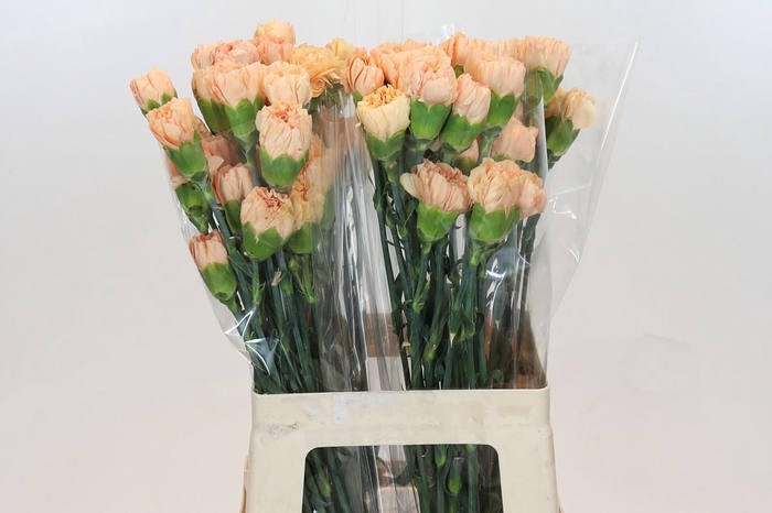 <h4>Dianthus St Caroline Gold</h4>