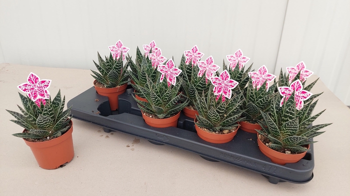 <h4>ALOE TIKI TAHI</h4>