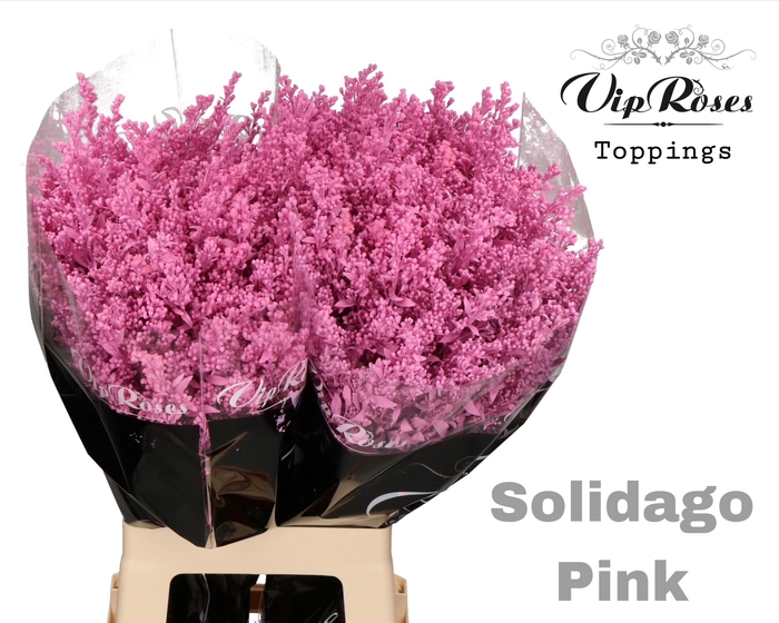 SOLIDAGO PINK