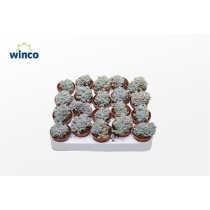 Echeveria Cubic Frost Cristata