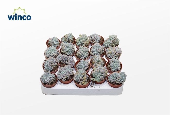 Echeveria Cubic Frost Cristata