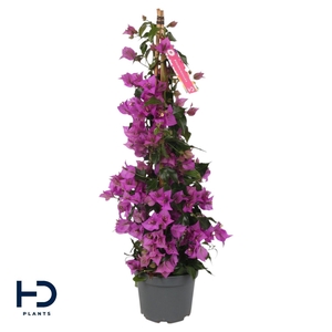 Bougainvillea Alexandra piramide p17