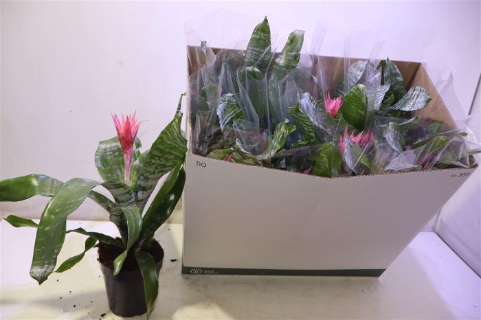 <h4>arr8 Aech Fas Primera</h4>